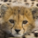 Zdjęcie profilowe Gepard